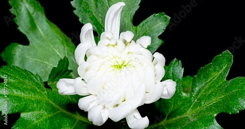 白菊の開花タイムラプス