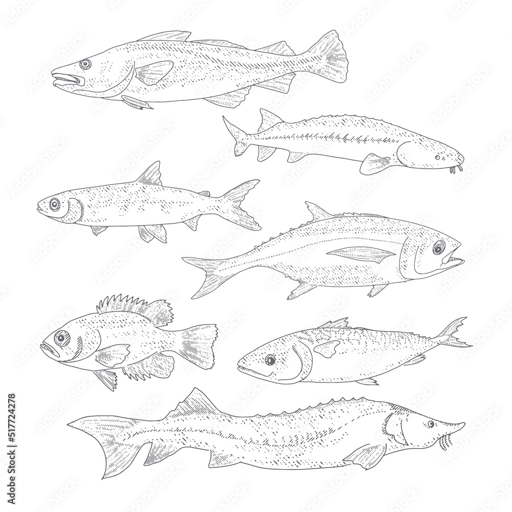A set of river and sea fishing. Collection of fish in engraving style, isolated on a white background A set of river and sea fishing. Collection of fish in engraving style, isolated on a white background