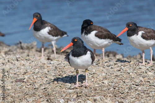 American Oystercatchers on Barnacles