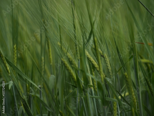 summer field rye wheat harvest