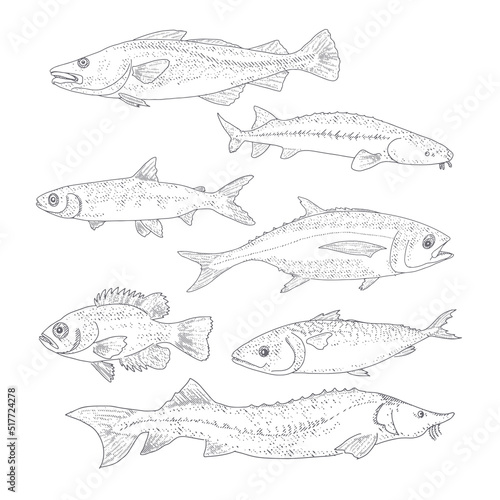 A set of river and sea fishing. Collection of fish in engraving style, isolated on a white background