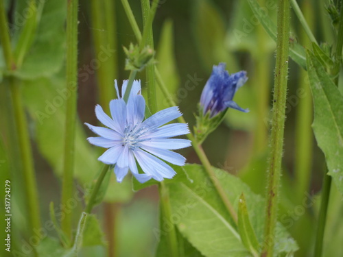 nature summer sun meadow grass flower cornflower