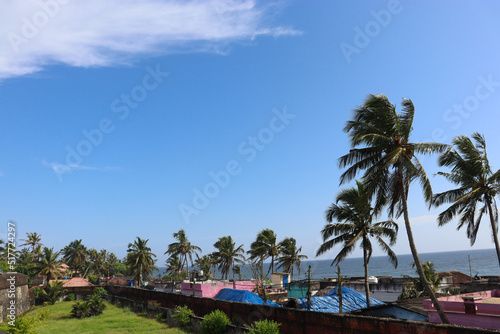 Beautiful scene of wind catching coconut trees near the beach with background of blue sky