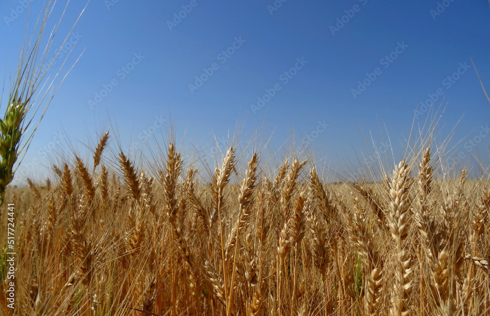 Ripe ears of wheat on agriculture field stock photo
Ripe ears of wheat on agriculture field stock photo