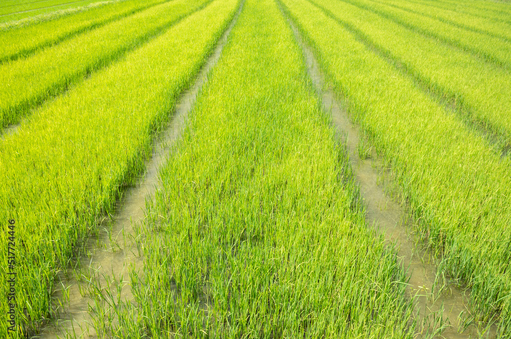 Green rice paddy field in rural Thailand. Thailand has a strong tradition of rice production. It has the fifth largest amount of rice cultivation in the world. Green rice paddy field in rural Thailand. Thailand has a strong tradition of rice production. It has the fifth largest amount of rice cultivation in the world.