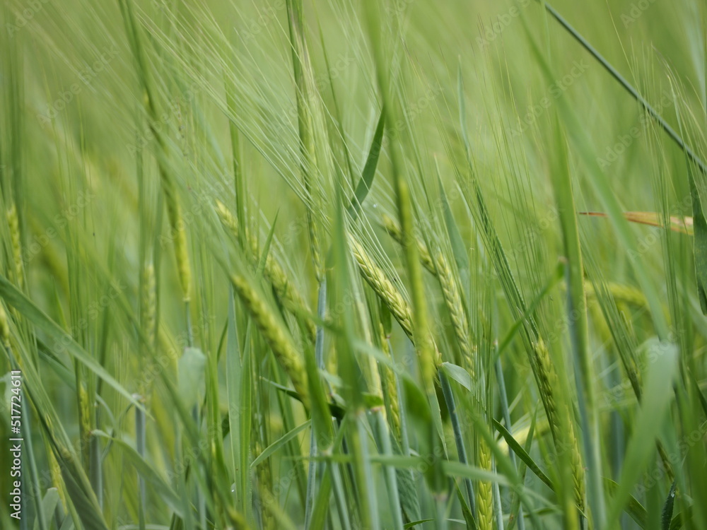 summer field rye wheat harvest