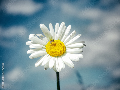 field summer flowers chamomile sky clouds