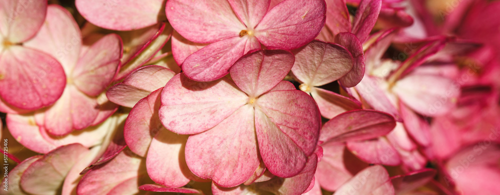 Burgundy color hydrangea flowers pattern close up full frame background top view. Flowers texture. Autumn banner Burgundy color hydrangea flowers pattern close up full frame background top view. Flowers texture. Autumn banner