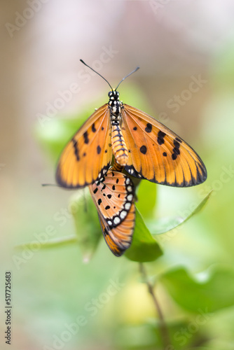 tawny coster butterfly, acraea terpsicore, slow moving, orange color with black spots winged small butterfly, taken in shallow depth of field with space for text