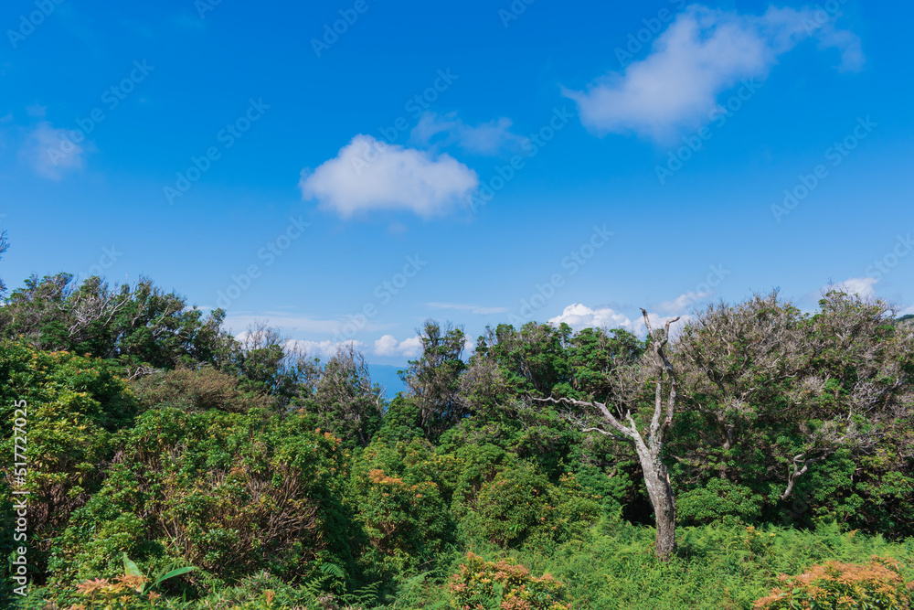 夏の伊豆山稜線歩道の風景 高原の灌木 夏の伊豆山稜線歩道の風景 高原の灌木