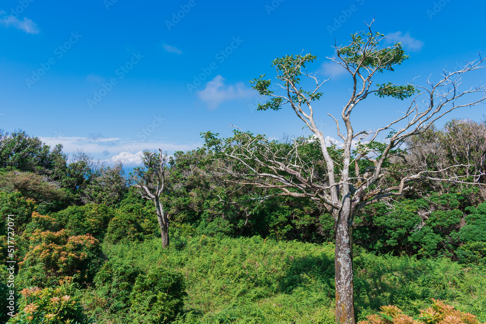 夏の伊豆山稜線歩道の風景　高原の灌木