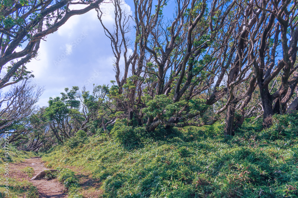 Fototapeta premium 夏の伊豆山稜線歩道の風景 高原の灌木