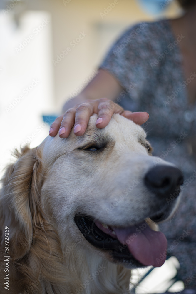 Golden retriever 3 Golden retriever 3