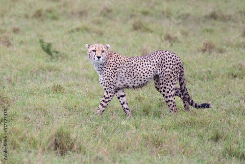 alert cheetah in Maasai Mara savannah