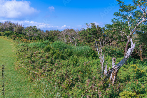 夏の伊豆山稜線歩道の風景 高原の灌木