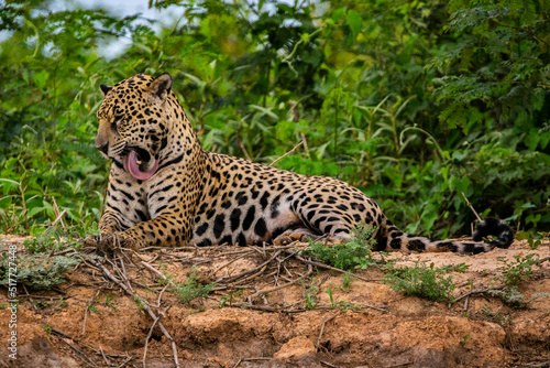 Panthera Onca in the Brazilian pantanal 