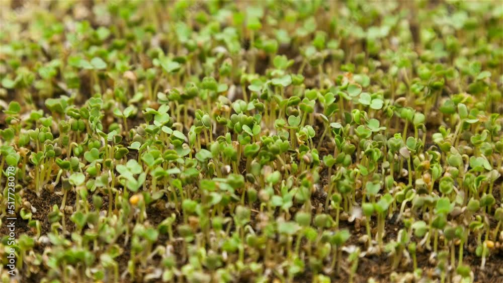 Microgreens Arugula Microgreens Arugula