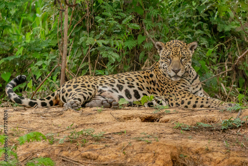 Panthera Onca in the Brazilian pantanal  © RoqueMatias