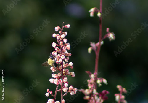 Closeup of Bumblebee on Alumroot flower