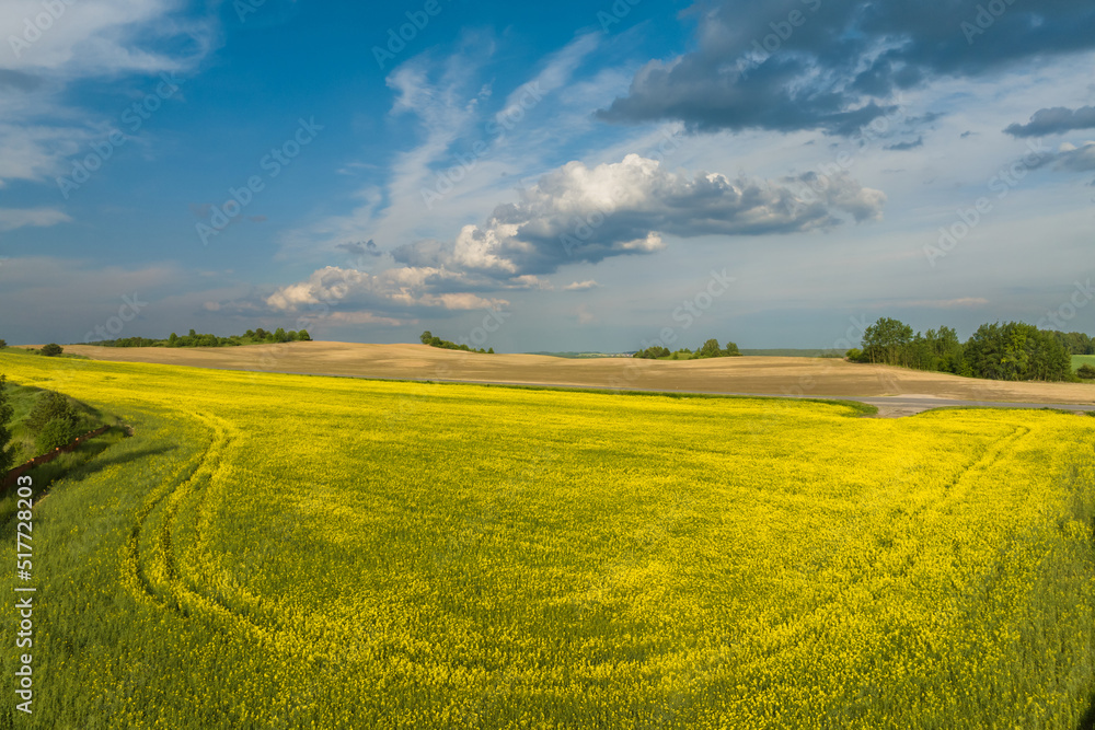Obraz premium Blue sky background with big white striped clouds in field. blue sky panorama may use for sky replacement