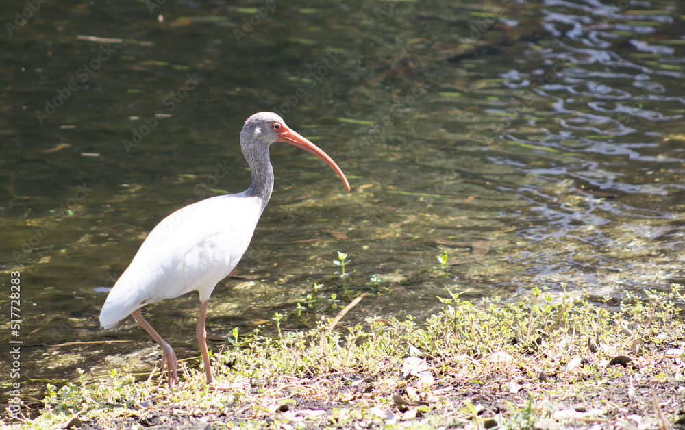 Fototapeta premium White Ibis walking alongside a pond