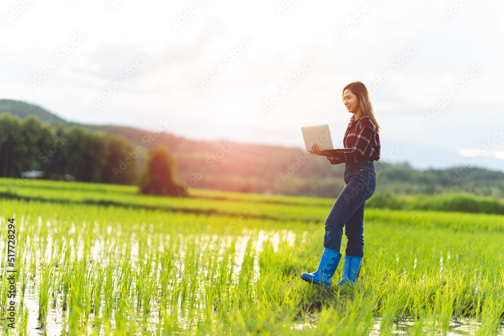 Female farmer using tablet at close range to collect data at the rice fields in the evening with warm light Agriculture concept, technology concept Female farmer using tablet at close range to collect data at the rice fields in the evening with warm light Agriculture concept, technology concept