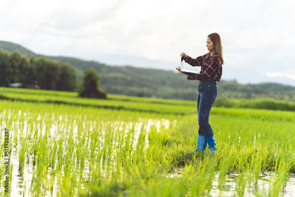 Female farmer using tablet at close range to collect data at the rice fields in the evening with warm light Agriculture concept, technology concept Female farmer using tablet at close range to collect data at the rice fields in the evening with warm light Agriculture concept, technology concept