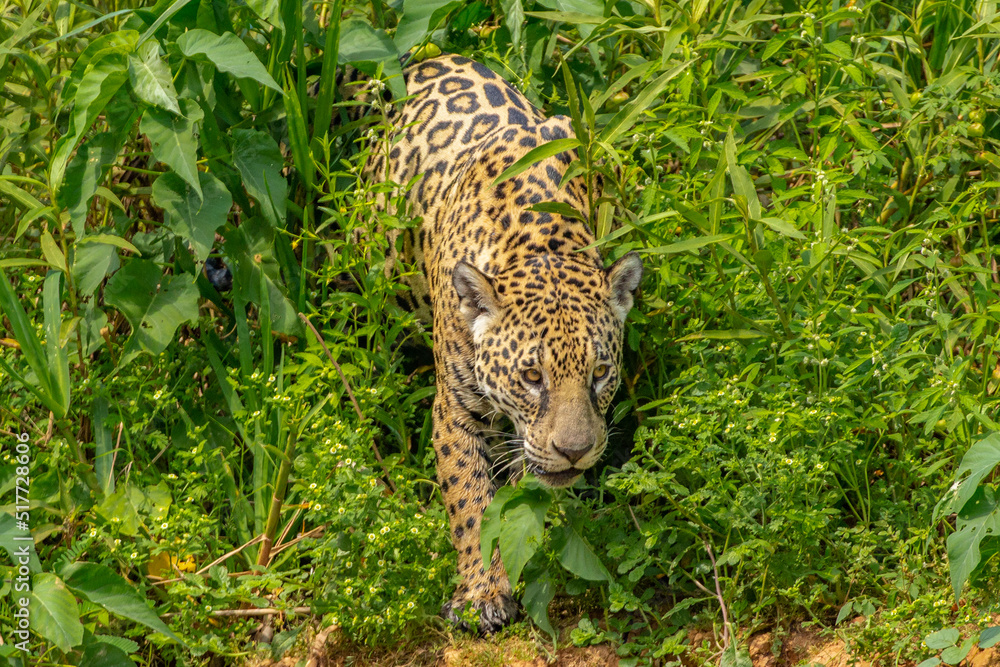 Panthera Onca in the Brazilian pantanal Panthera Onca in the Brazilian pantanal