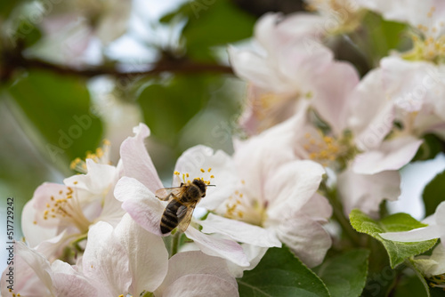 The bee pollinates and collects nectar from apple blossoms.