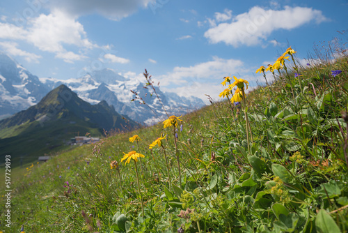 meadow with blooming arnica  alpine medicinal flowers  swiss alps in the background
