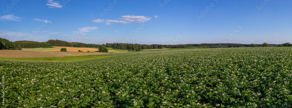 organic food and renewable energy, landscape with potato fields, panorama of a full grown potato field in a summer landscape