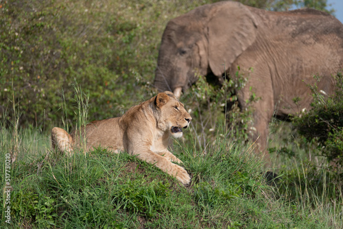 lioness in the savannah with an elephant behind her