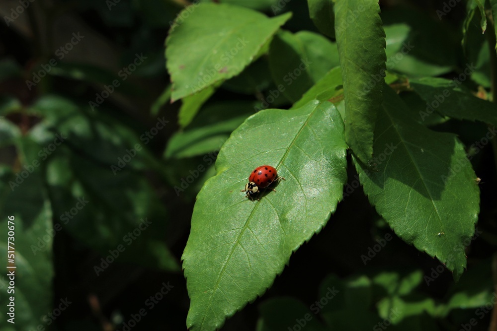Red ladybug isolated on green leaf. Ladybug stands out against verdant green background Red ladybug isolated on green leaf. Ladybug stands out against verdant green background