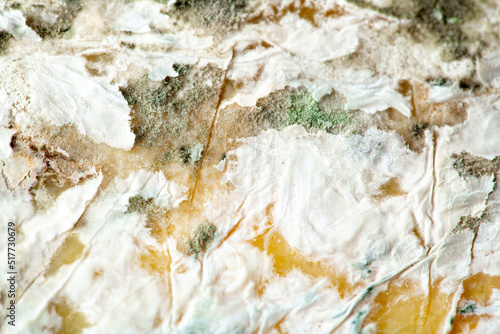 Mold on cheese, close-up on a white background. Mold on food. Fluffy mold spores as a background or texture. Mold fungus. Abstract background with copy space.