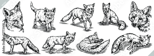 Vintage engrave isolated fox set illustration ink sketch. Wild dog background vector art