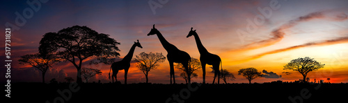 Panorama silhouette Giraffe family and tree in africa with sunset.Tree silhouetted against a setting sun.Typical african sunset with acacia trees in Masai Mara, Kenya