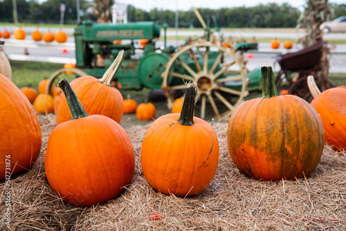 A row of fall orange pumpkins sitting on the ground at a fall festival at a local pumpkin patch photo