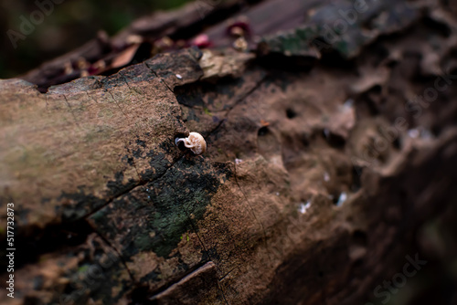 Small mushrooms that grow on logs with moss. blur nature background