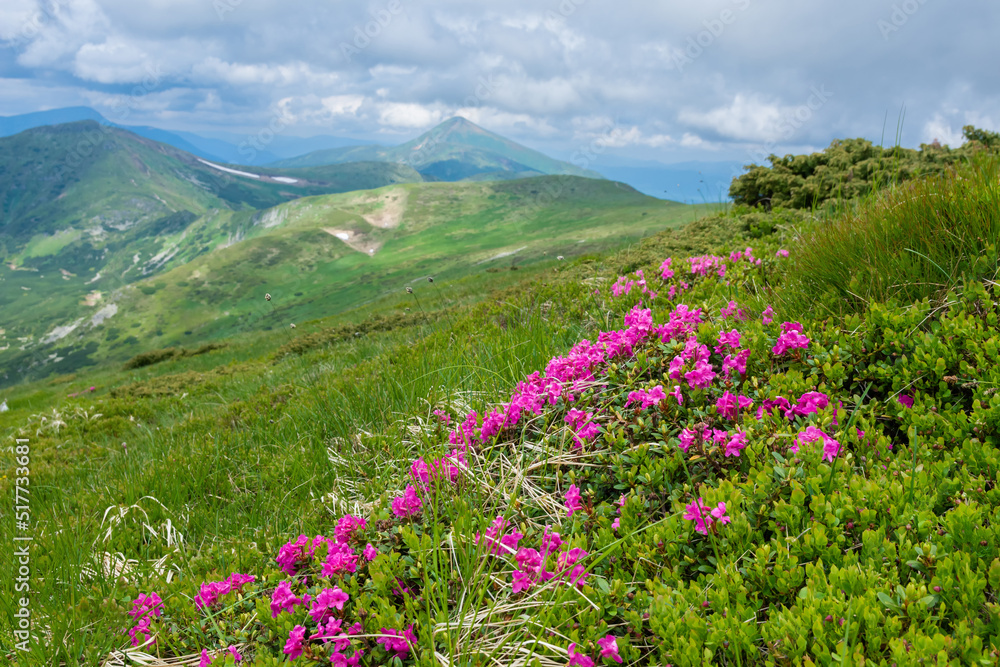 Obraz premium Blooming pink rhododendron flowers on the Chornogora range. Adorable summer view of Carpathian mountains with highest peak Hoverla on background, Ukraine, Europe.