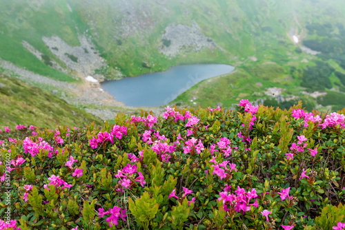 Blooming pink rhododendron flowers on the Chornogora range. Adorable summer view of Carpathian mountains with highest peak Hoverla on background, Ukraine, Europe.