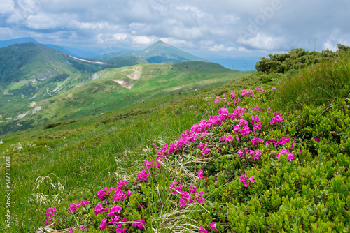 Blooming pink rhododendron flowers on the Chornogora range. Adorable summer view of Carpathian mountains with highest peak Hoverla on background  Ukraine  Europe.
