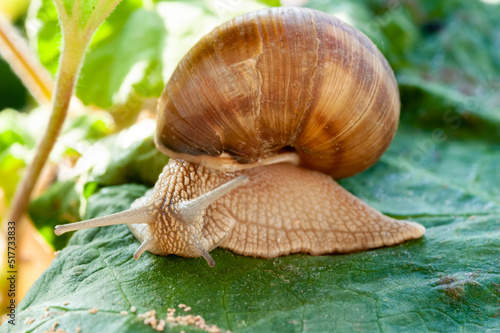 A snail is a pest and a delicacy. A snail is a cute but harmful creature for many plants. It eats their leaves. But in some nations, a delicious dish is prepared from snails.
