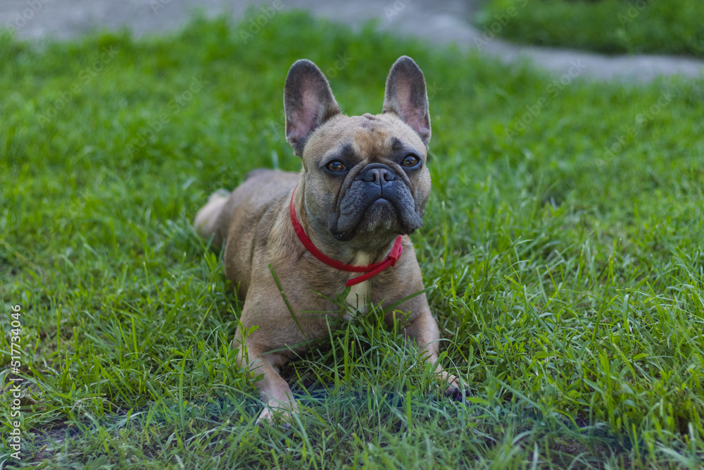 Cute French bulldog girl is resting in grass. Summer in countryside