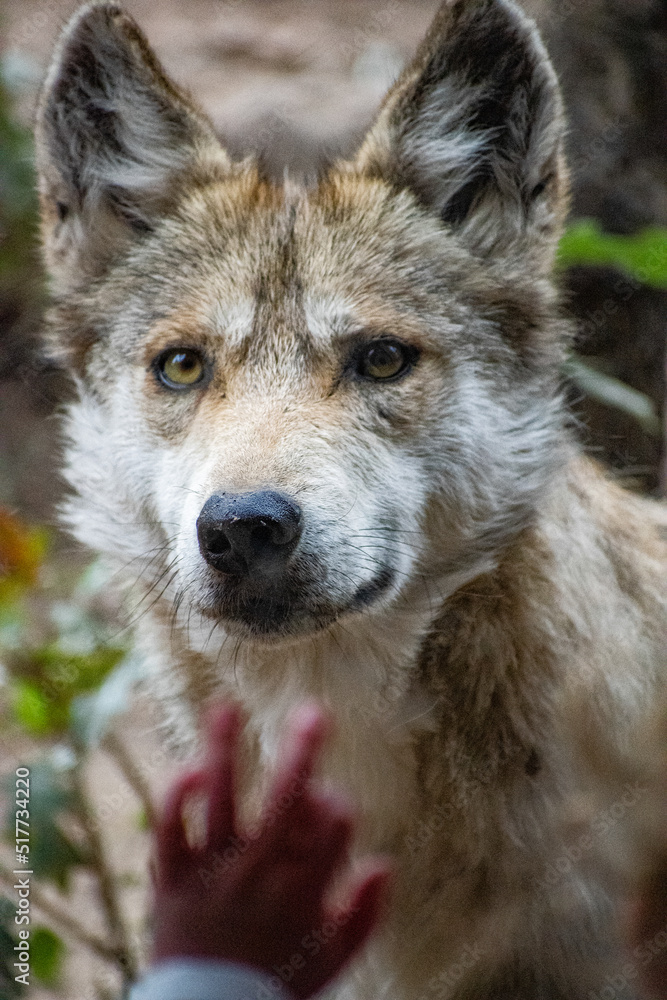 Fototapeta premium Child touching enclosure barrier as Mexican gray wolf looks forward