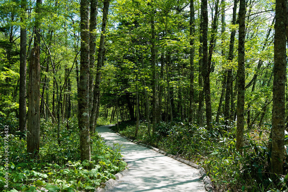 Fototapeta premium 森の中の遊歩道と木洩れ日、上高地6月