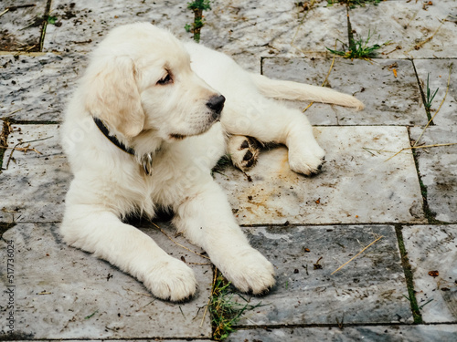 Retriever, nature, puppy, summer sun