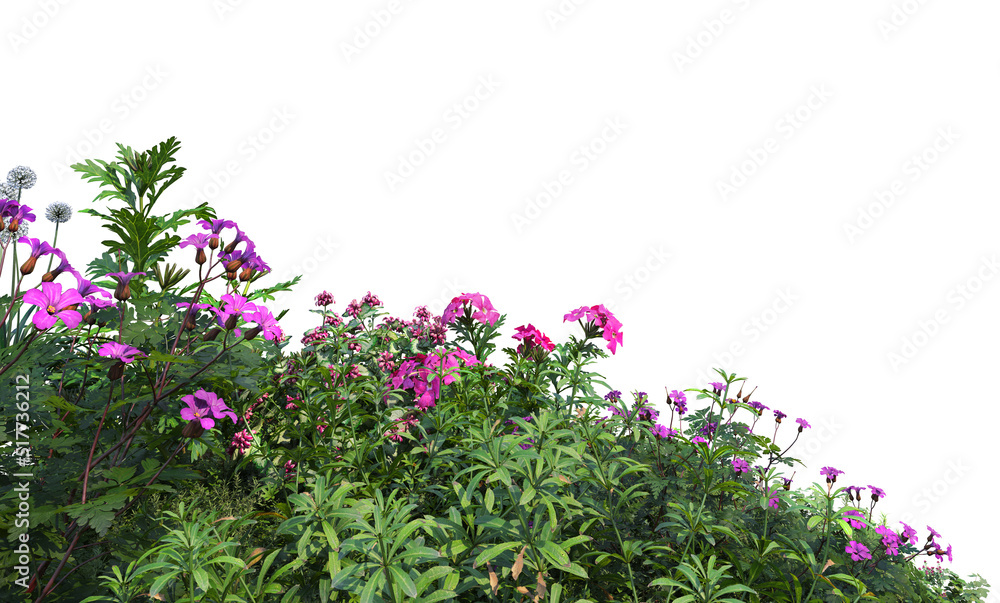 Shrubs and flowers on a white background Shrubs and flowers on a white background