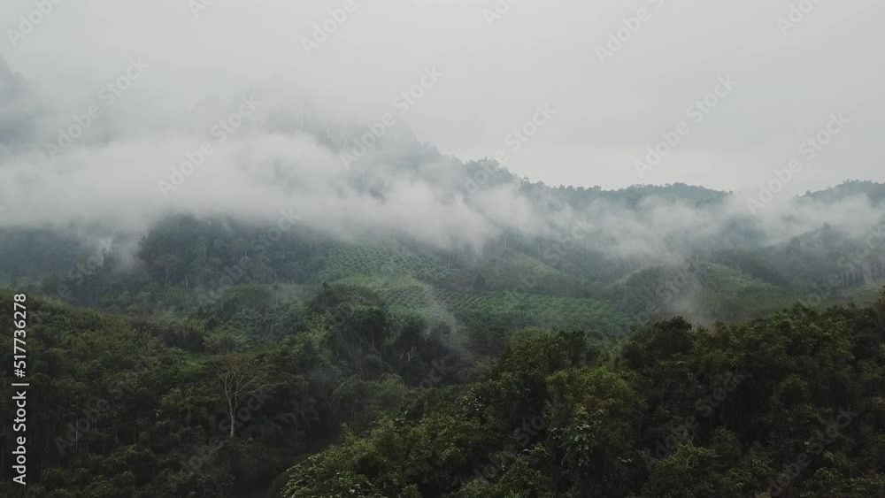 Aerial view, flying to the clouds, above the plantation in a tropical forest, Thailand Aerial view, flying to the clouds, above the plantation in a tropical forest, Thailand