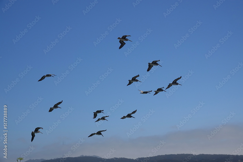 flock of California Brown Pelicans flying across the bay