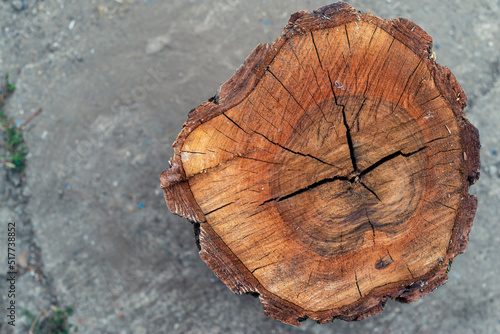 wood cross section. Old wooden oak tree cut surface. Detailed warm dark brown and orange tones of a felled tree trunk or stump. Rough organic texture of tree rings with close up of end grain.